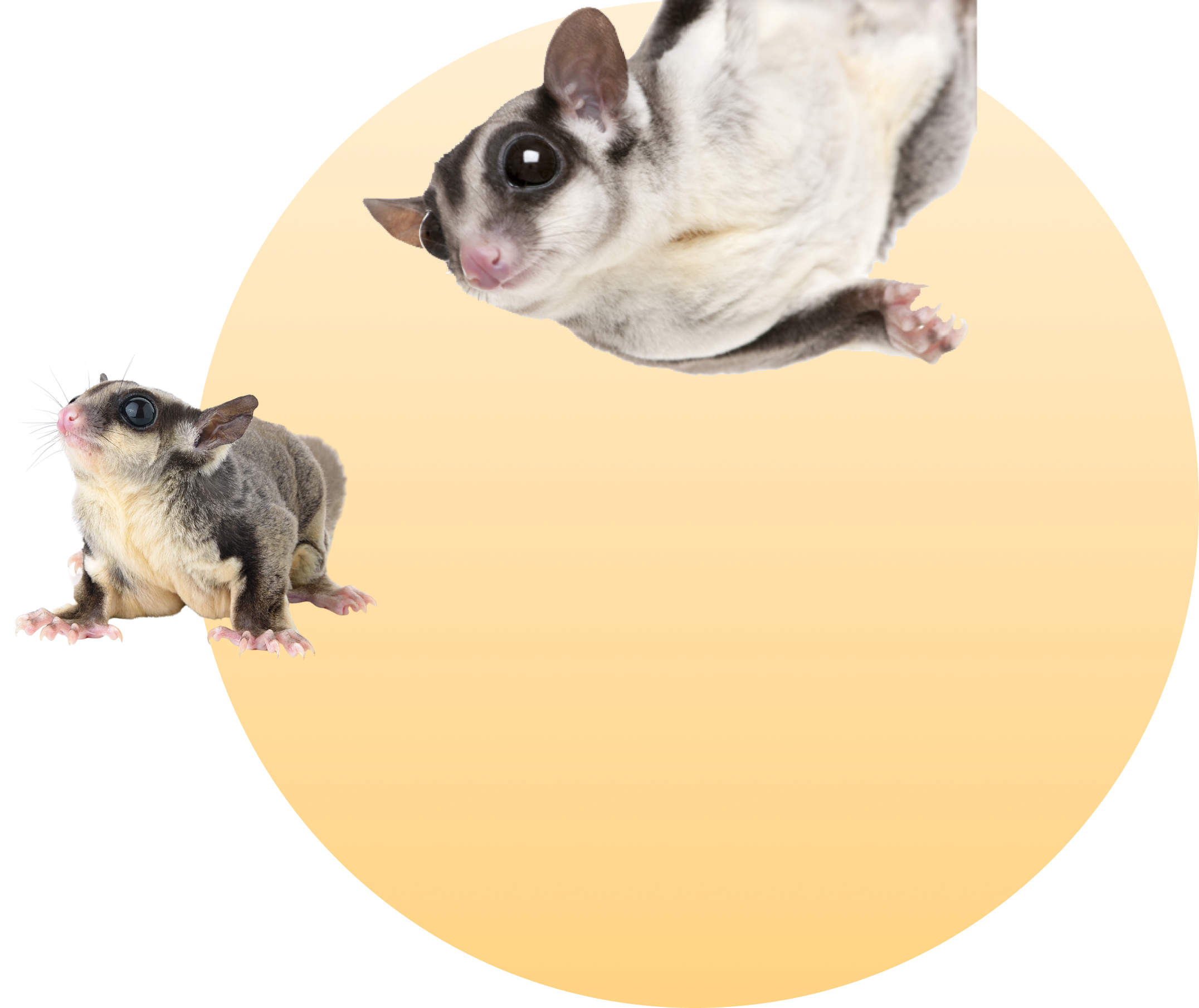 SMARS Sugar Glider